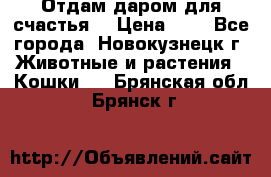 Отдам даром для счастья. › Цена ­ 1 - Все города, Новокузнецк г. Животные и растения » Кошки   . Брянская обл.,Брянск г.